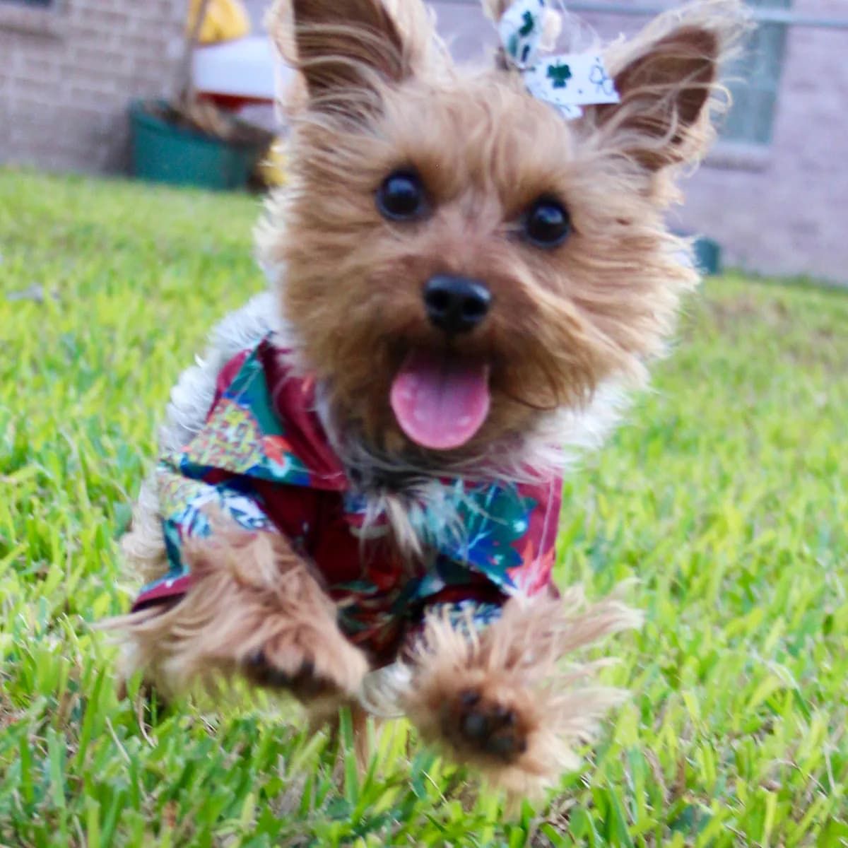 Happy Yorkie running through the grass