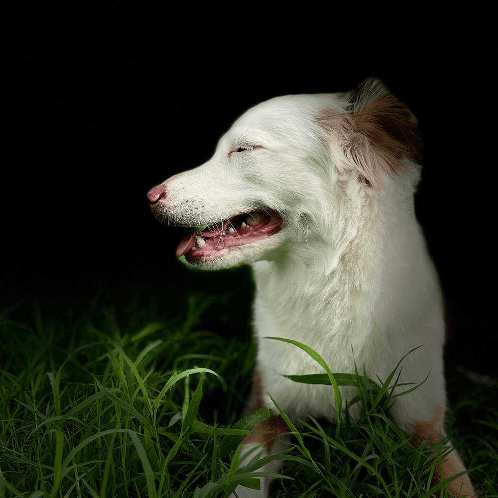 Un perro recién acicalado descansando en la hierba.