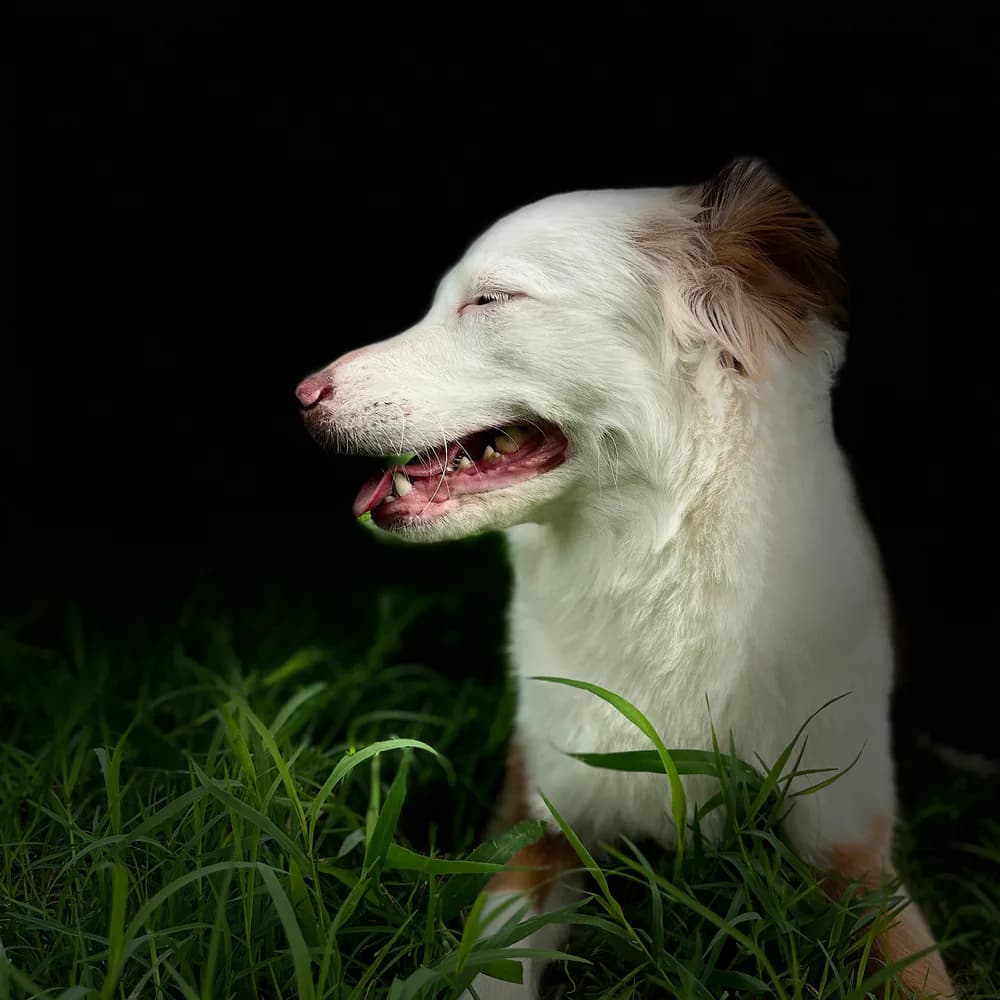 A freshly groomed dog resting in the grass