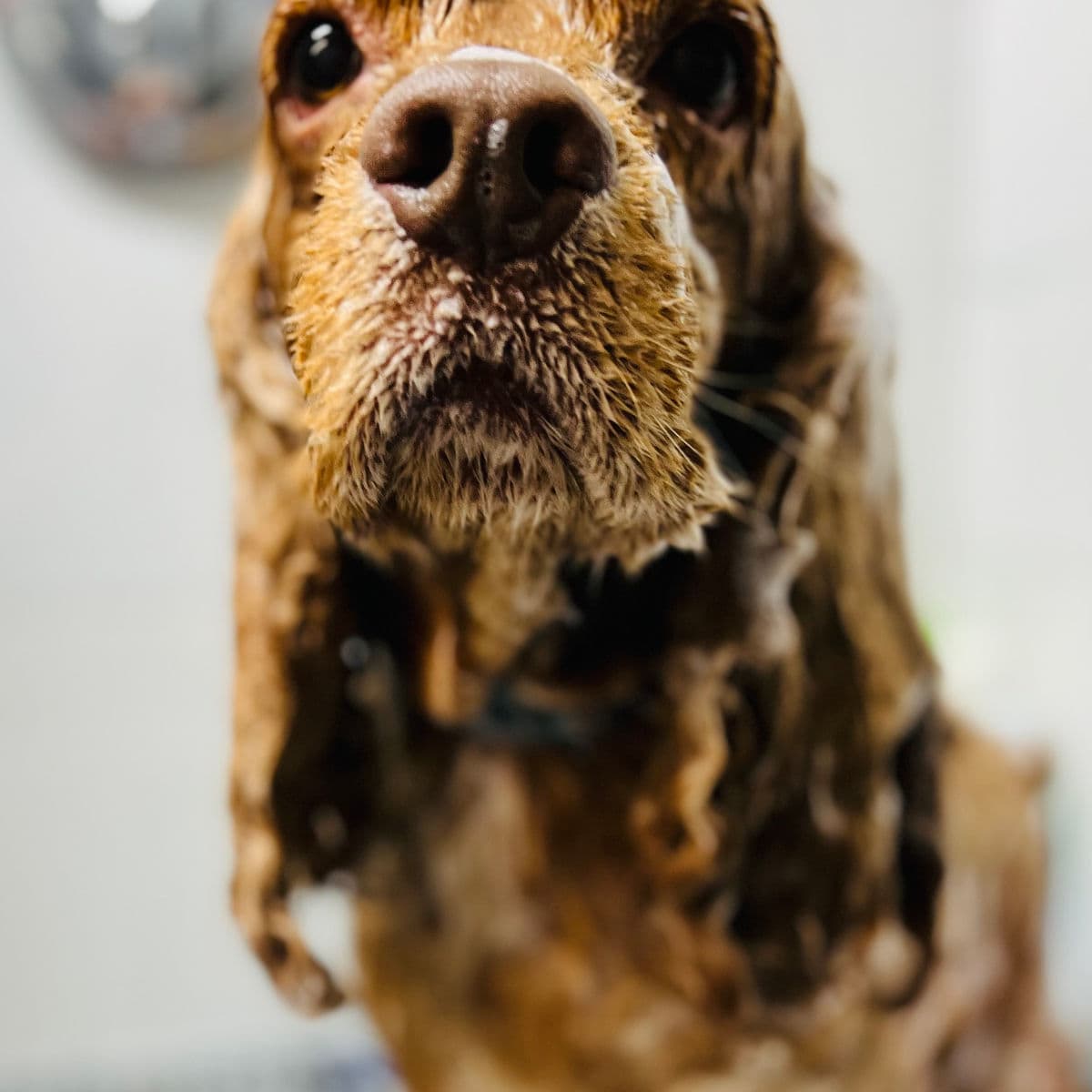 Cocker spaniel disfrutando de un baño en Lucky Dog Spa