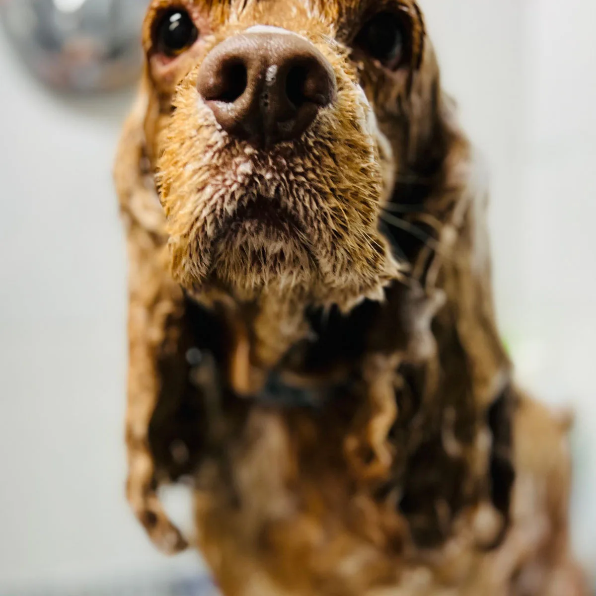 Cocker spaniel enjoying a bath at Lucky Dog Spa
